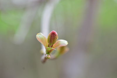 Close-up of flower buds