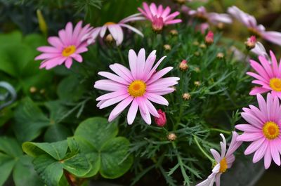 Close-up of pink flowers