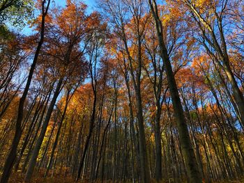 Low angle view of trees in forest during autumn