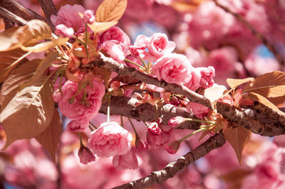 Close-up of pink cherry blossoms in spring