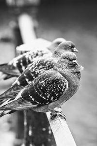 Close-up of bird perching outdoors