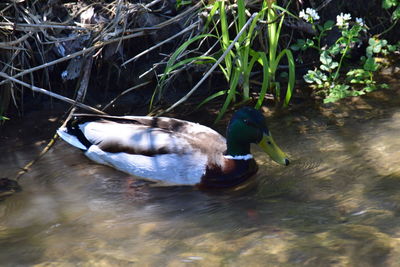 Close-up of bird in lake