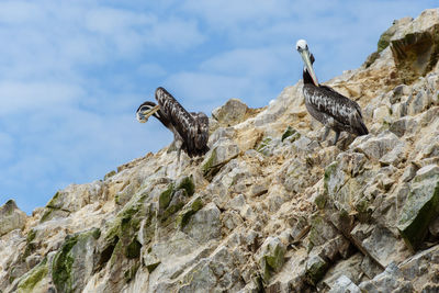 Low angle view of pelicans in rock formation against sky