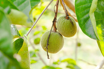 Close-up of fruits growing on plant