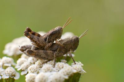 Close-up of insect mating on plant