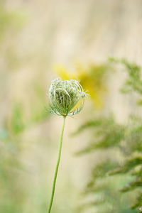 Close-up of plant