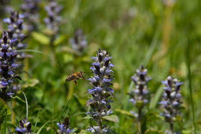 Close-up of bee pollinating on lavender