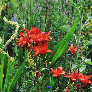 Close-up of red flowers