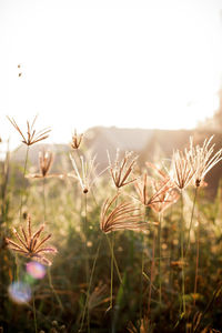 Close-up of plants on field against sky