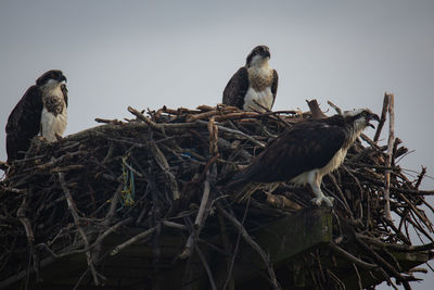 Birds perching on nest