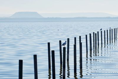 Wooden posts in sea against clear sky