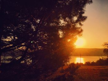 Sun shining through trees