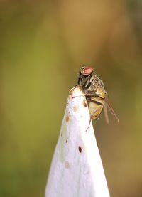 Close-up of fly on flower