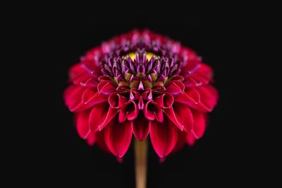 Close-up of pink flower against black background