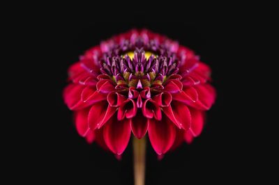 Close-up of pink flower against black background