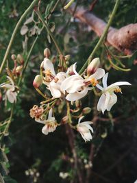 Close-up of white flowers blooming on tree