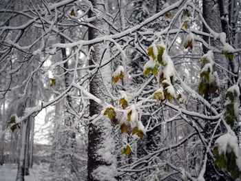 Close-up of snow on tree during winter