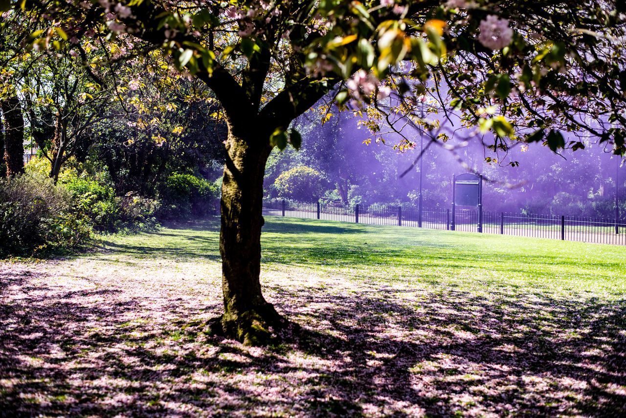 VIEW OF CHERRY TREES IN PARK