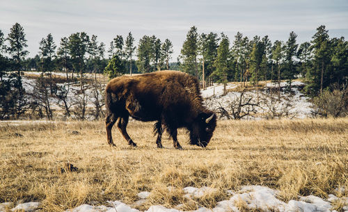 Full length of an american bison grazing on field