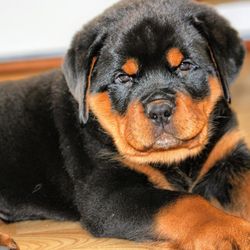 Close-up portrait of a dog