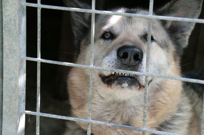 Portrait of dog in cage