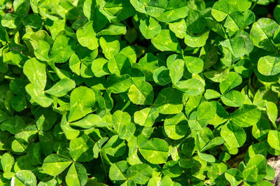 Full frame shot of leaves