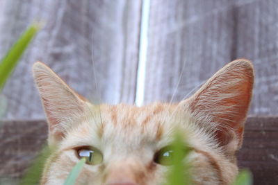 Close-up portrait of cat