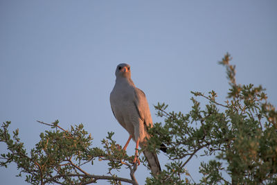 Low angle view of bird perching on tree against clear blue sky