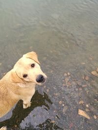 High angle view of dog in lake