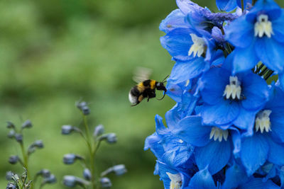 Close-up of bee pollinating on purple flower