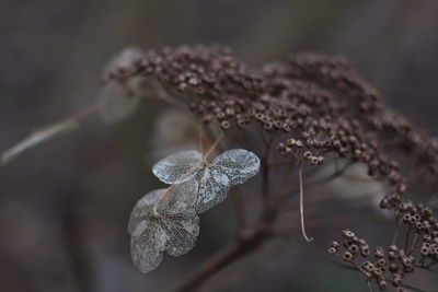 Close-up of wilted plant during winter