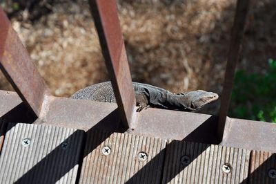 High angle view of lizard on bridge