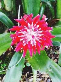 Close-up of pink flower blooming outdoors