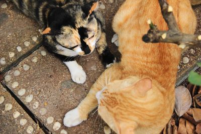 High angle view of cats sleeping