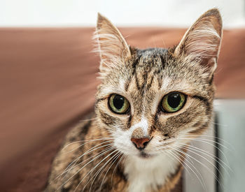 The european shorthair cat is looking at camera.