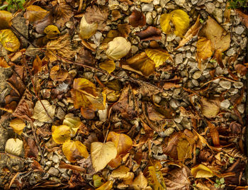 Leaves on a ground