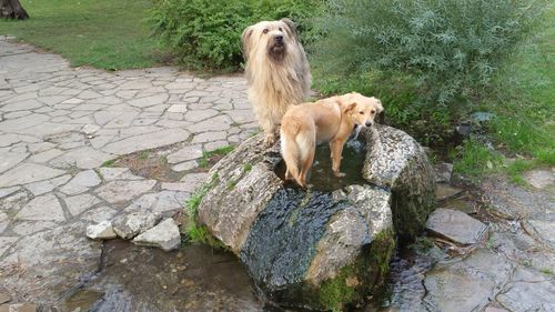 Dog on rock