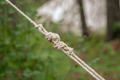 Close-up of rope tied on field