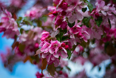 Close-up of pink cherry blossoms in spring