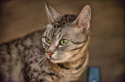 Close-up of a cat looking away