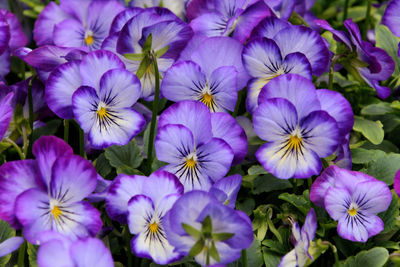 Close-up of purple flowering plants