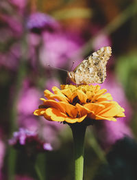 Close-up of butterfly pollinating on flower