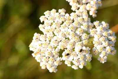 Close-up of white cherry blossom tree