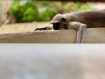 Close-up of a dog sleeping