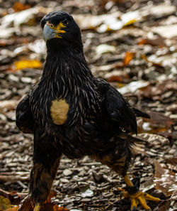 Close-up of a bird looking away