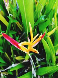 Close-up of yellow flowering plant