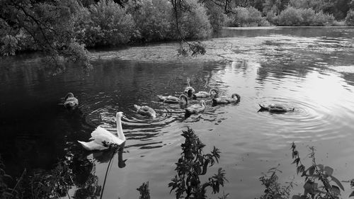 Swan swimming in lake