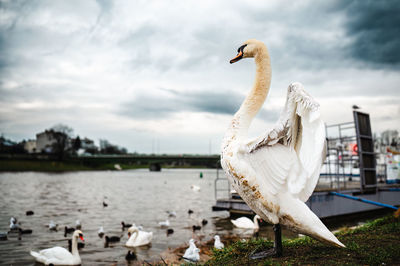 bird