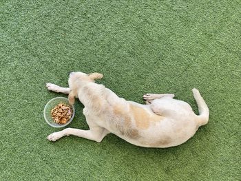 High angle view of dog on grassy field