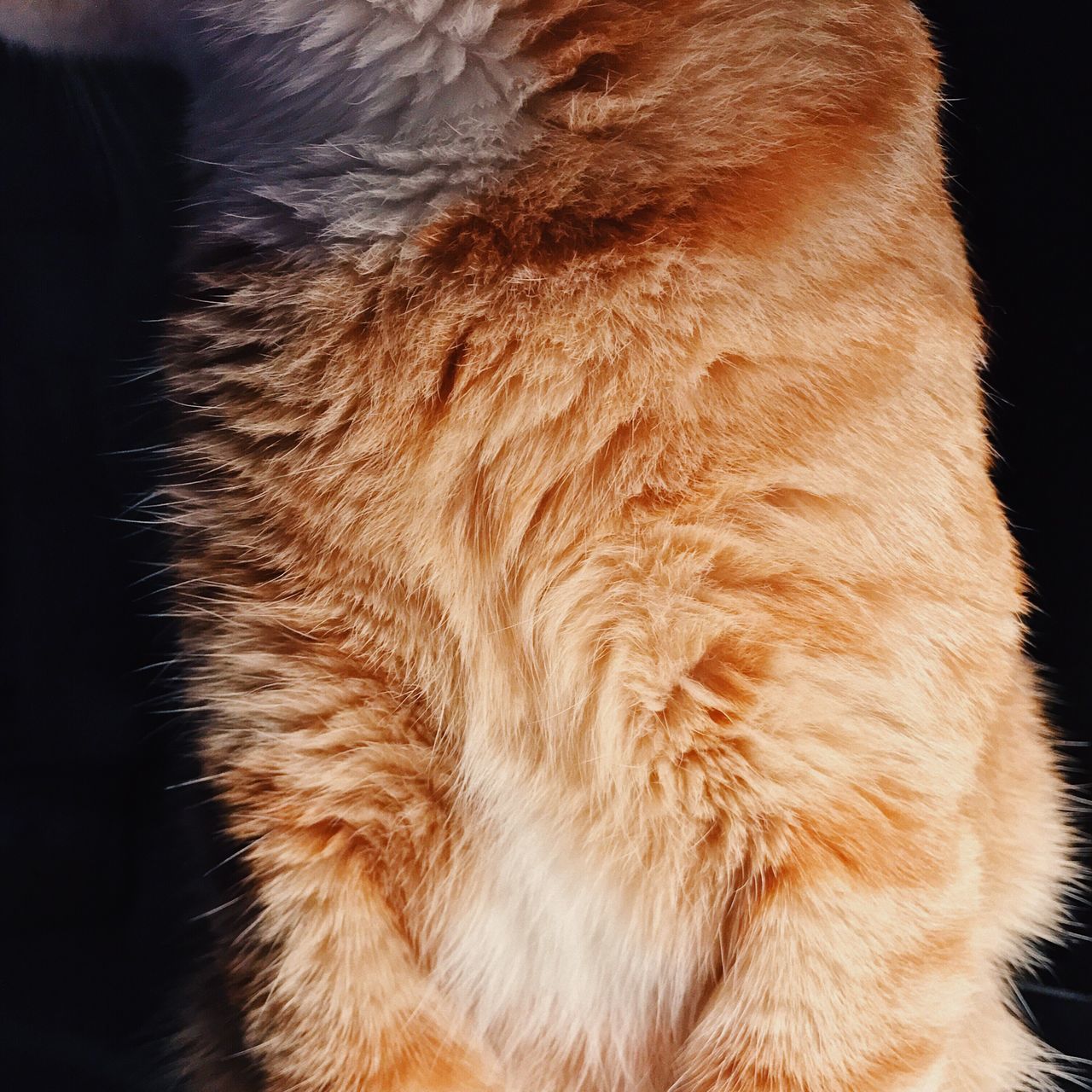 one animal, animal themes, animal, mammal, feline, cat, no people, close-up, animal body part, vertebrate, domestic cat, pets, animal hair, domestic animals, domestic, indoors, hair, orange color, brown, focus on foreground, animal head, whisker